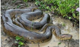 巨蟒之灾4在线观看,奇幻冒险再启程